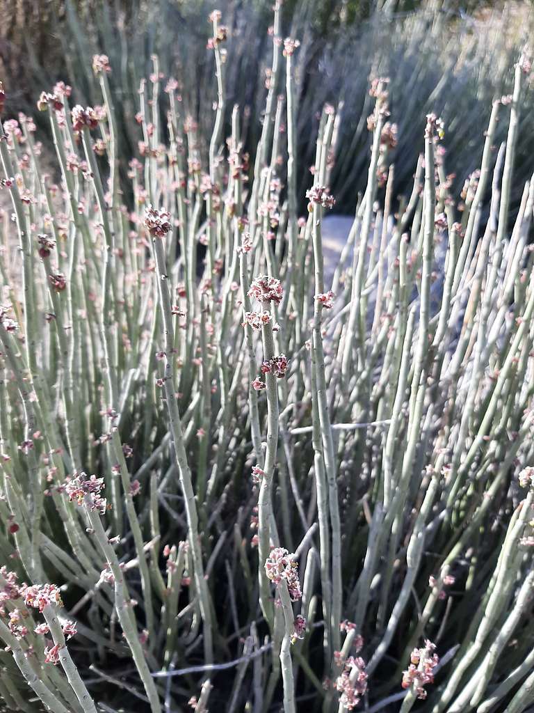 Candelilla - Native Gardeners