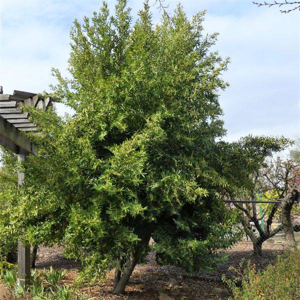 Cherry Laurel 'Compact' - Native Gardeners