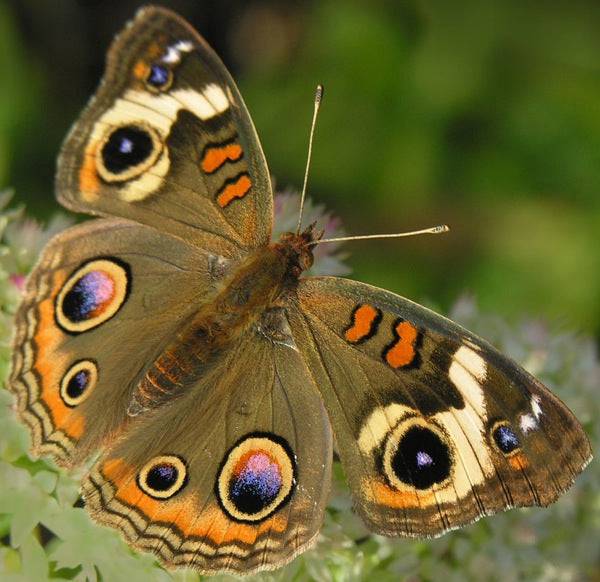 Buckeye (Junonia coenia)