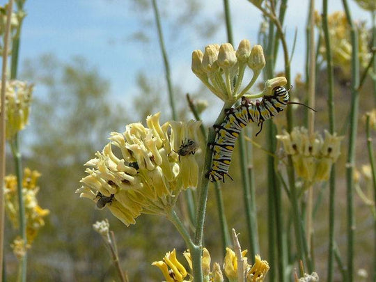 Desert Milkweed - Native Gardeners