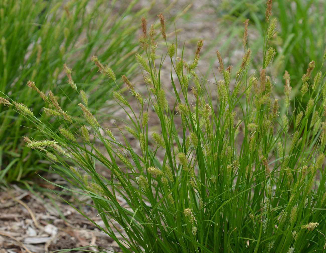 Cherokee Sedge