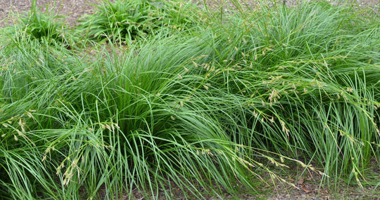 Cherokee Sedge - Native Gardeners