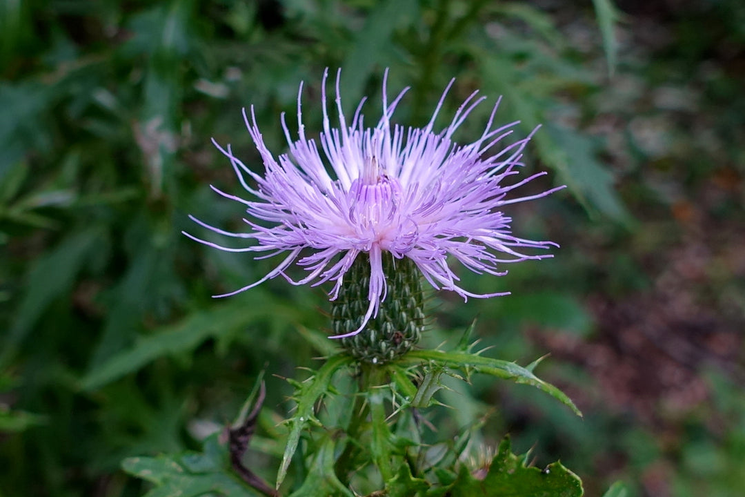 Field Thistle - Native Gardeners