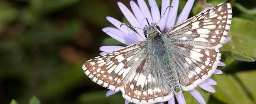 Common Checkered Skipper (Pyrgus communis)