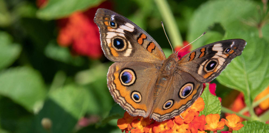 Buckeye (Junonia coenia)