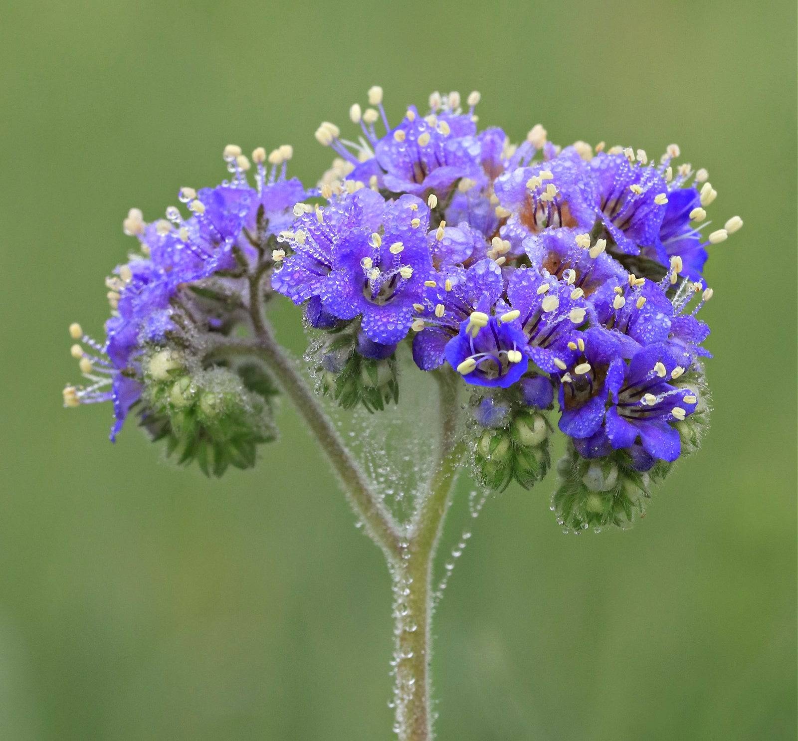 Blue Curls – Native Gardeners