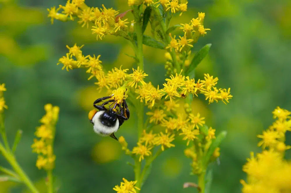 Gray Goldenrod