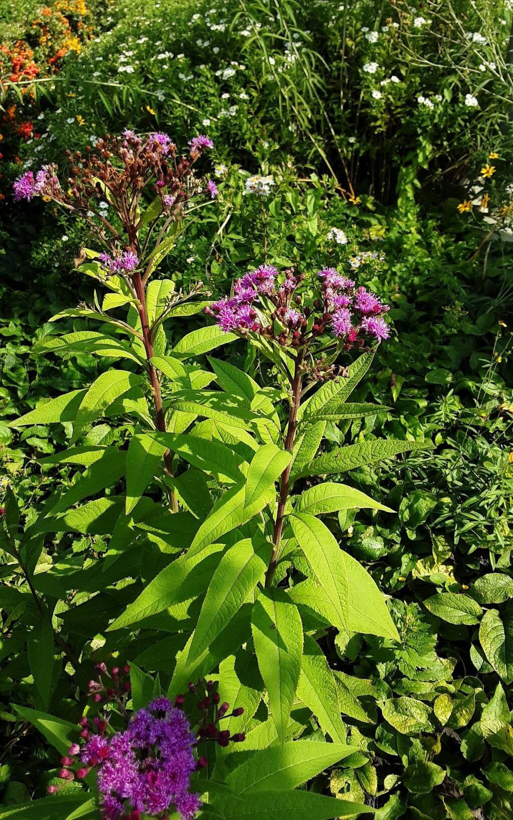 Baldwin's Ironweed - Native Gardeners