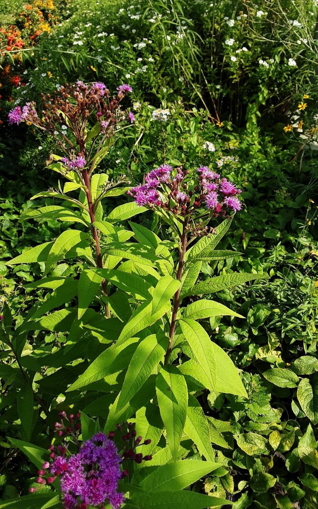 Baldwin's Ironweed - Native Gardeners