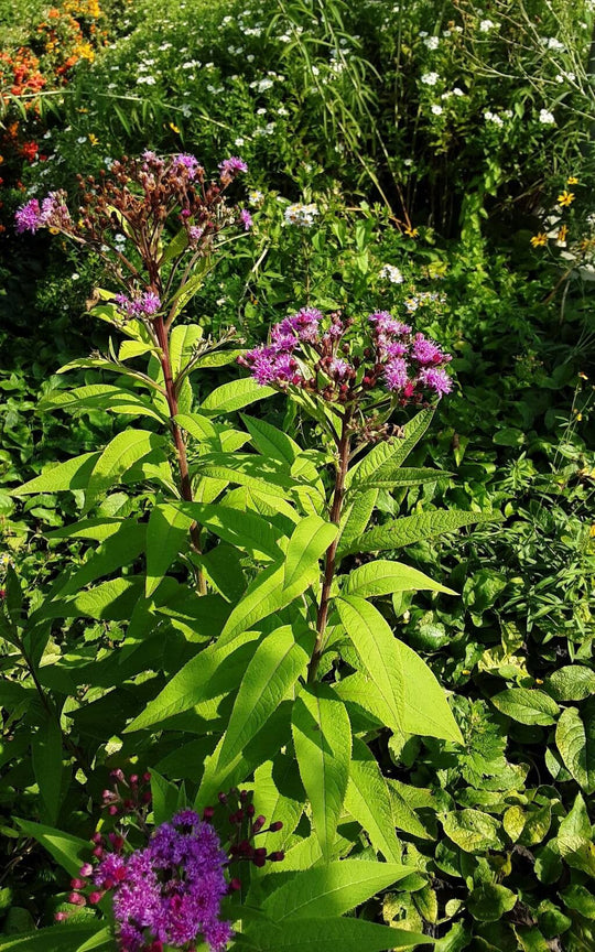 Baldwin's Ironweed - Native Gardeners