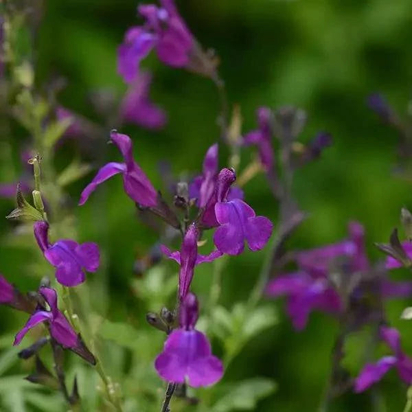 Autumn Sage 'Violet' - Native Gardeners