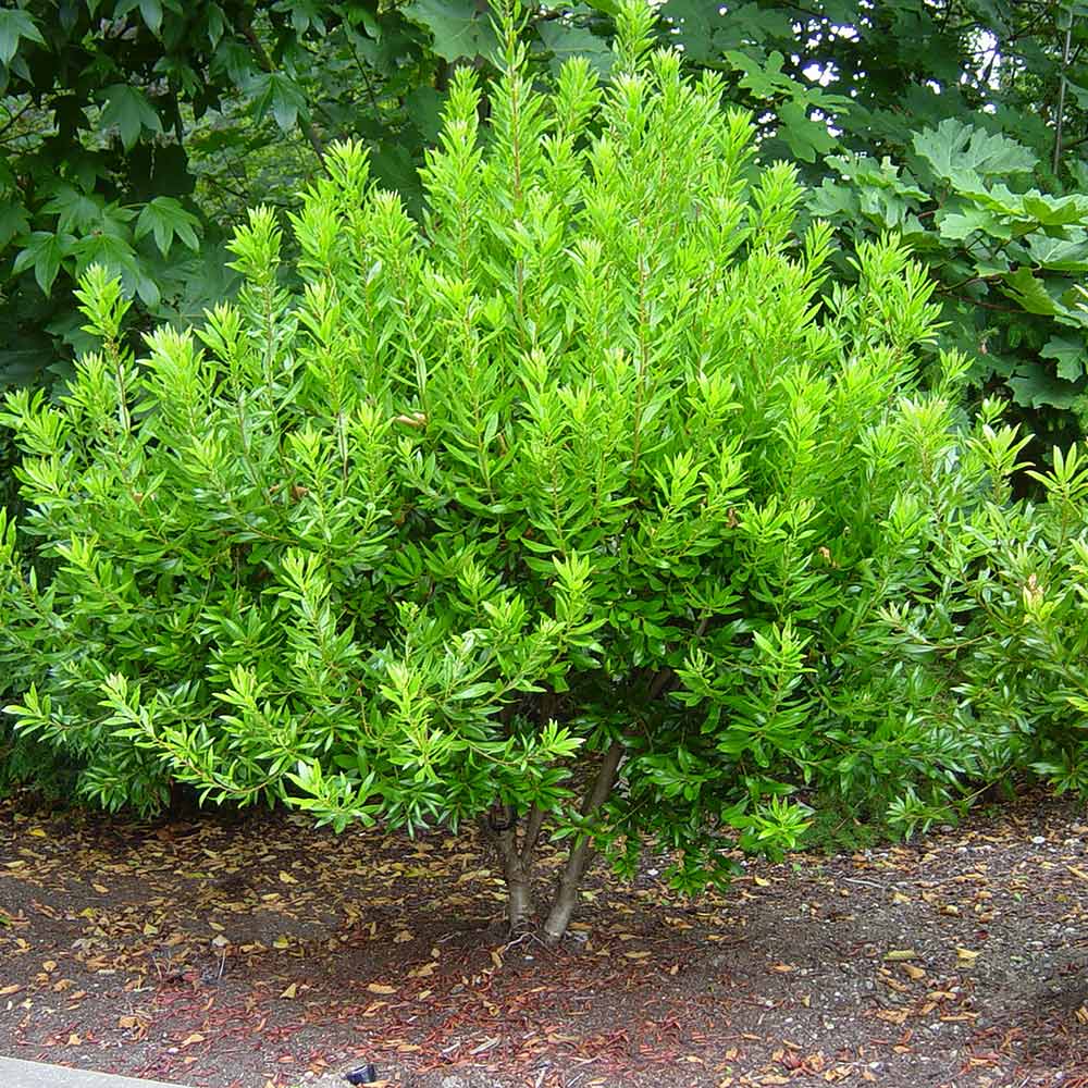 Dwarf Southern Wax Myrtle - Native Gardeners