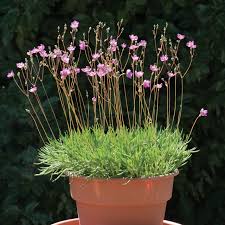 Largeflower Fameflower - Native Gardeners