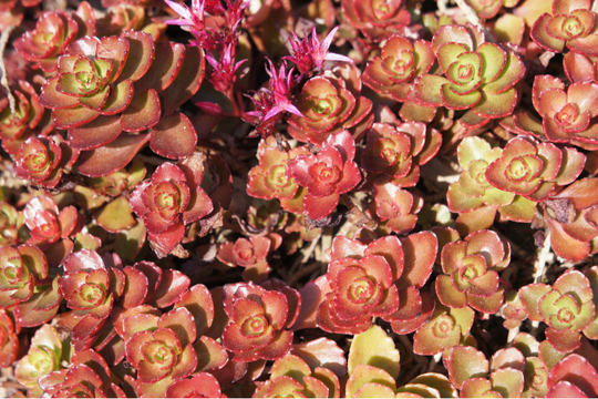 Sedum 'Dragon's Blood' - Native Gardeners