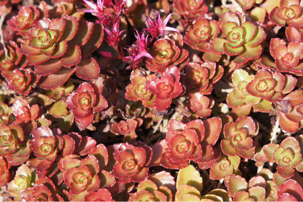 blood red succulent Dragon's Blood Sedum