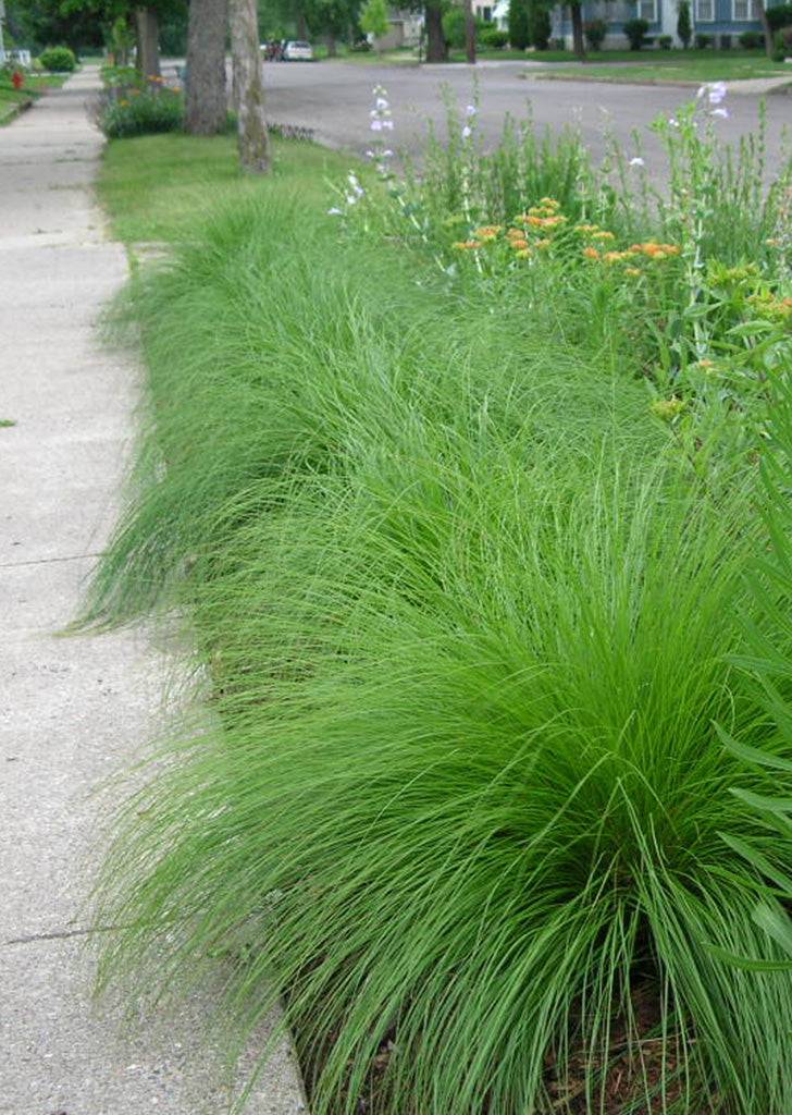 Prairie Dropseed - Native Gardeners