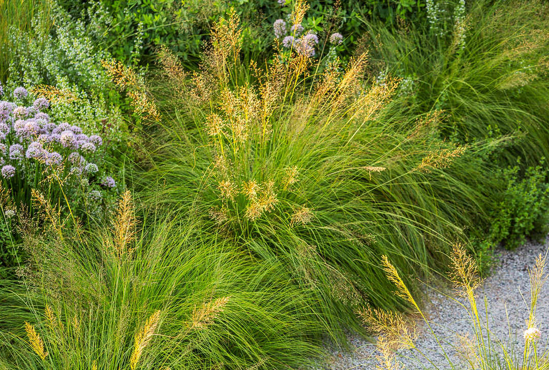 score seed and garden Prairie Dropseed – Native Gardeners