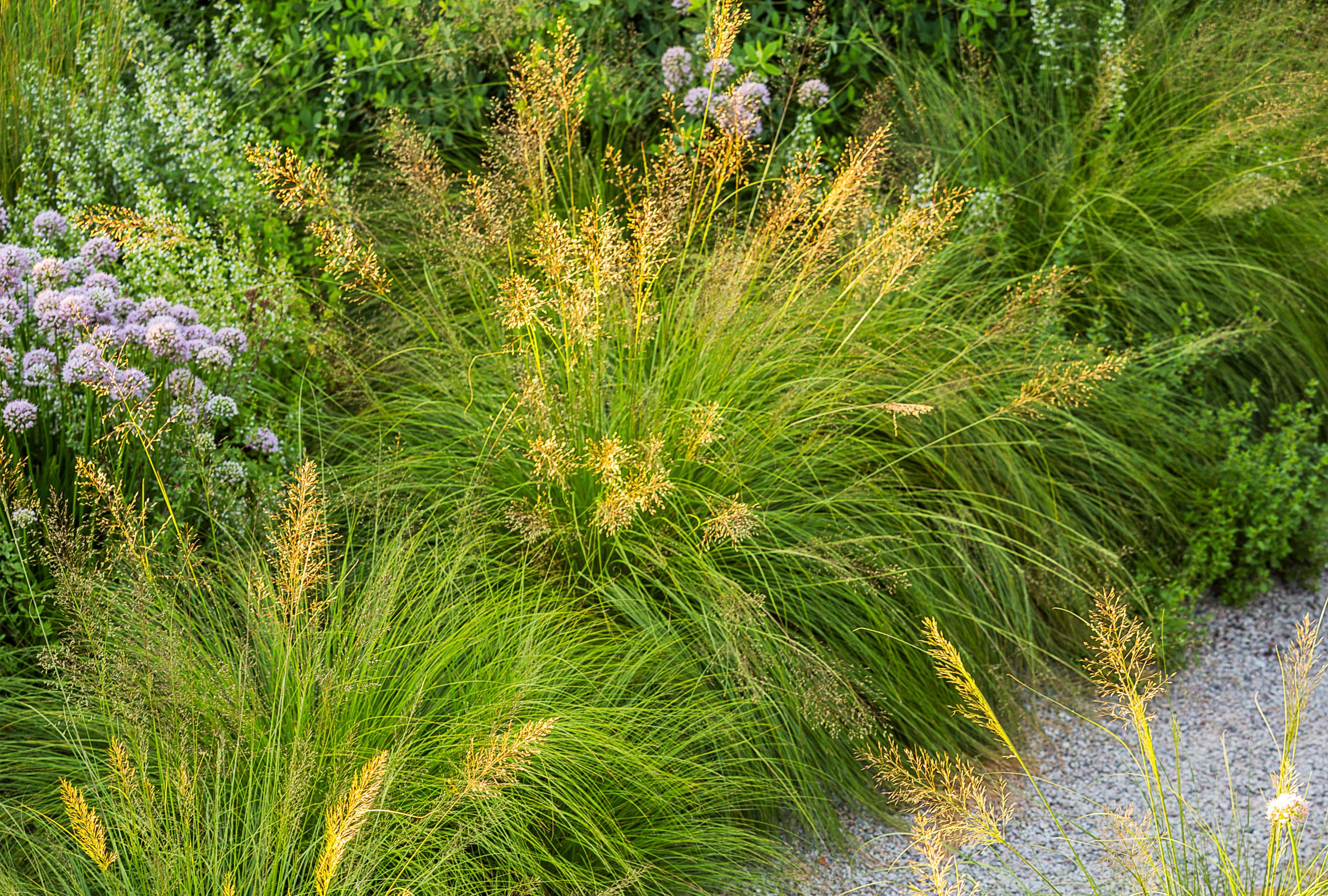 Prairie Dropseed - Native Gardeners