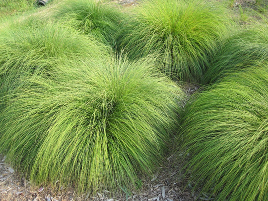 Prairie Dropseed - Native Gardeners