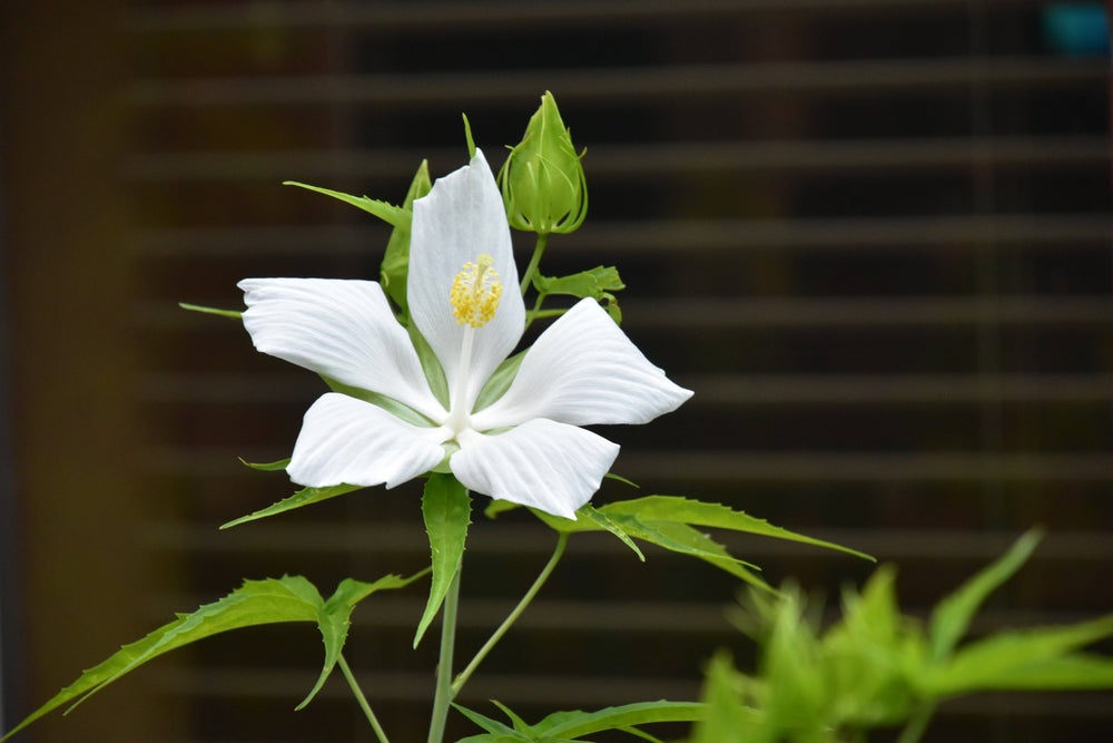 Texas Star Hibiscus - White - Native Gardeners