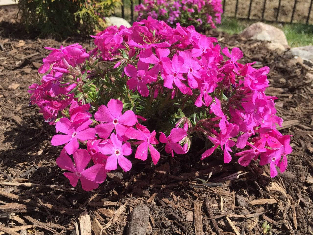 Moss Phlox 'Creeping Emerald Pink' - Native Gardeners