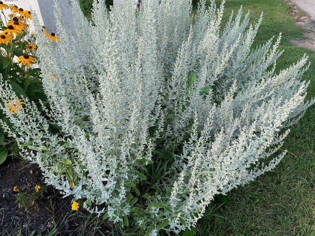 Prairie Sage 'Silver King' - Native Gardeners