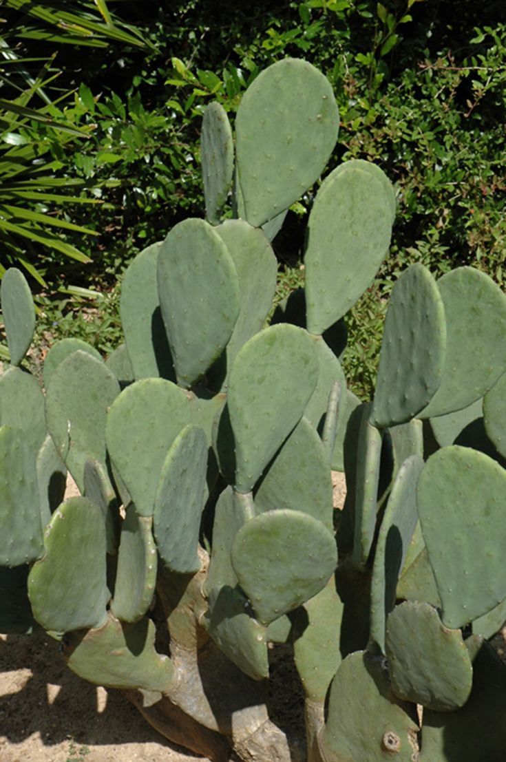 spineless prickly pear cactus plant Prickly Pear 'Spineless'