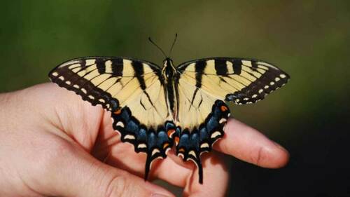 Tiger Swallowtail (Papilio glaucus)