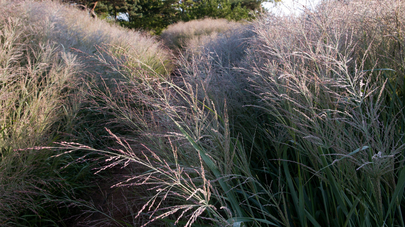 Switchgrass 'Dallas Blue' – Native Gardeners
