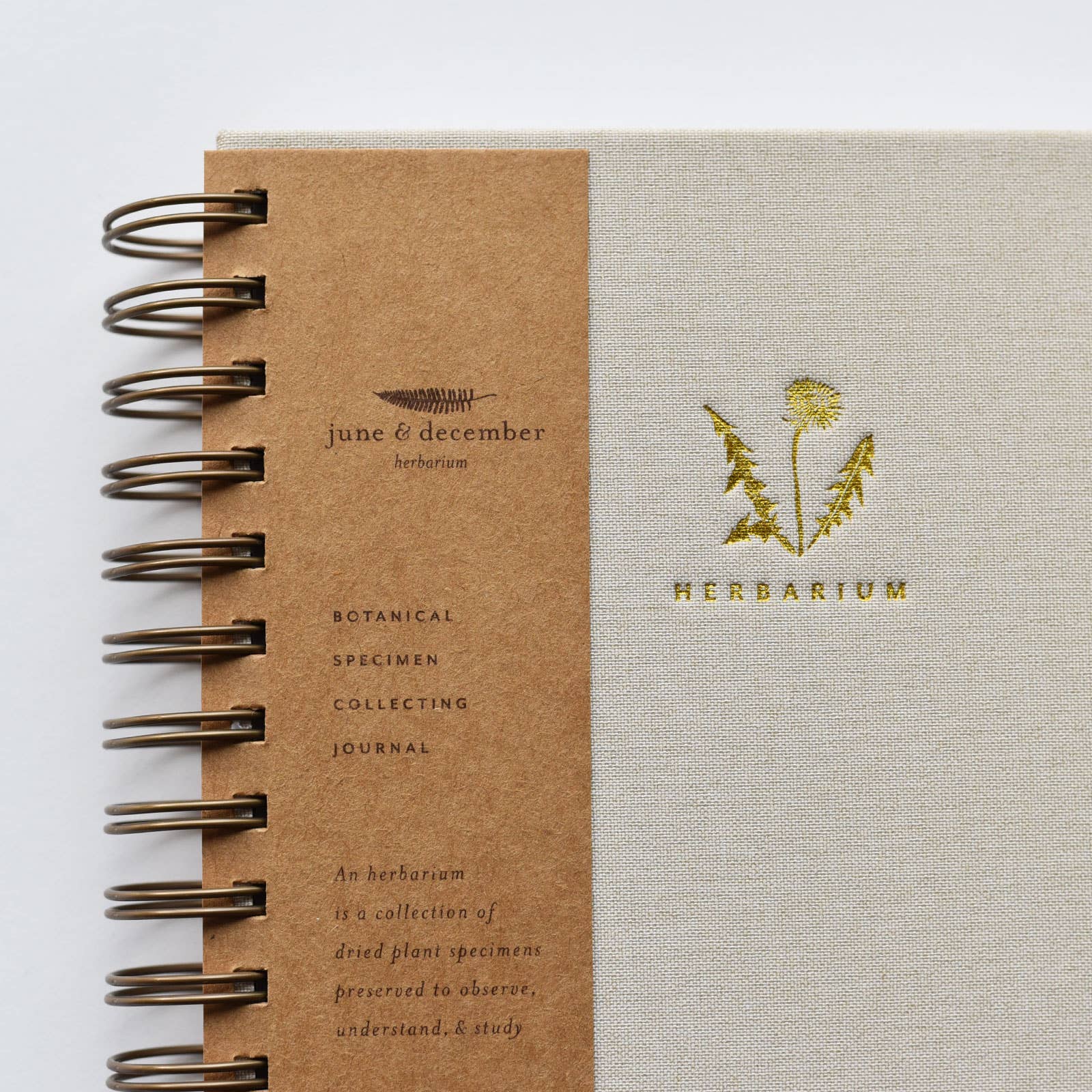 Dandelion Herbarium Journal / Mushroom Gill Cream