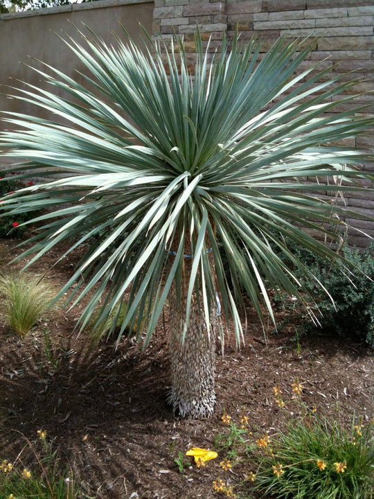 Blue Nolina - Native Gardeners