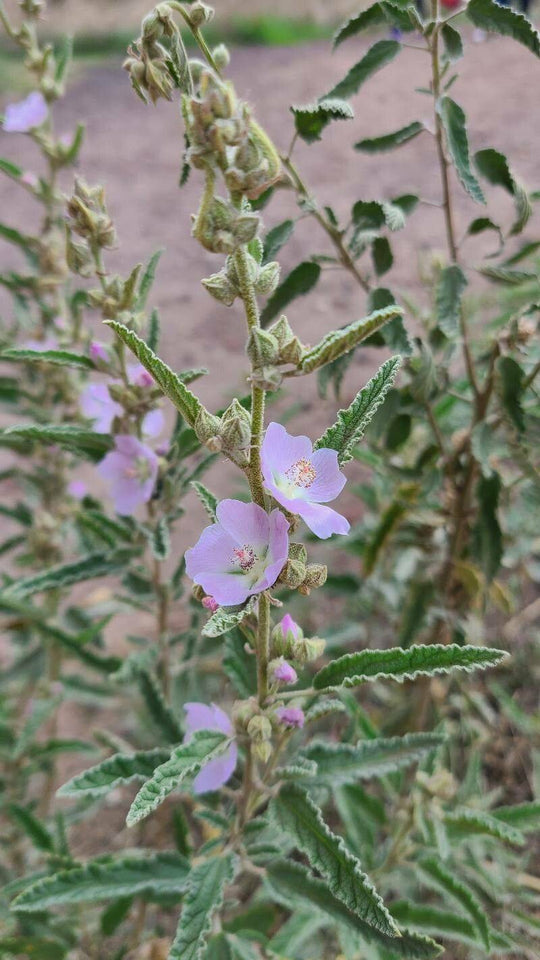 Narrowleaf Globe Mallow 'Pink' - Native Gardeners