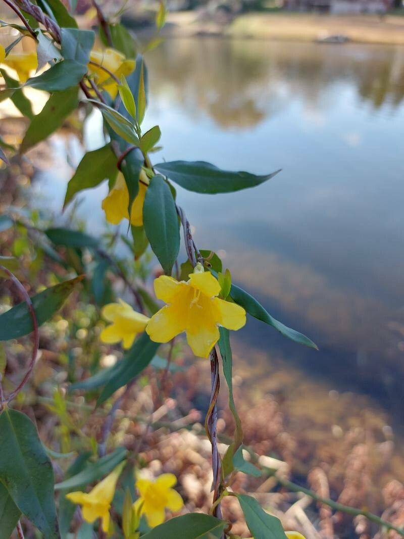 Carolina Yellow Jessamine - Native Gardeners