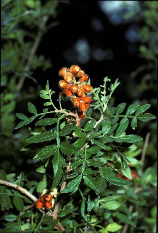 Little Leaf Sumac - Native Gardeners