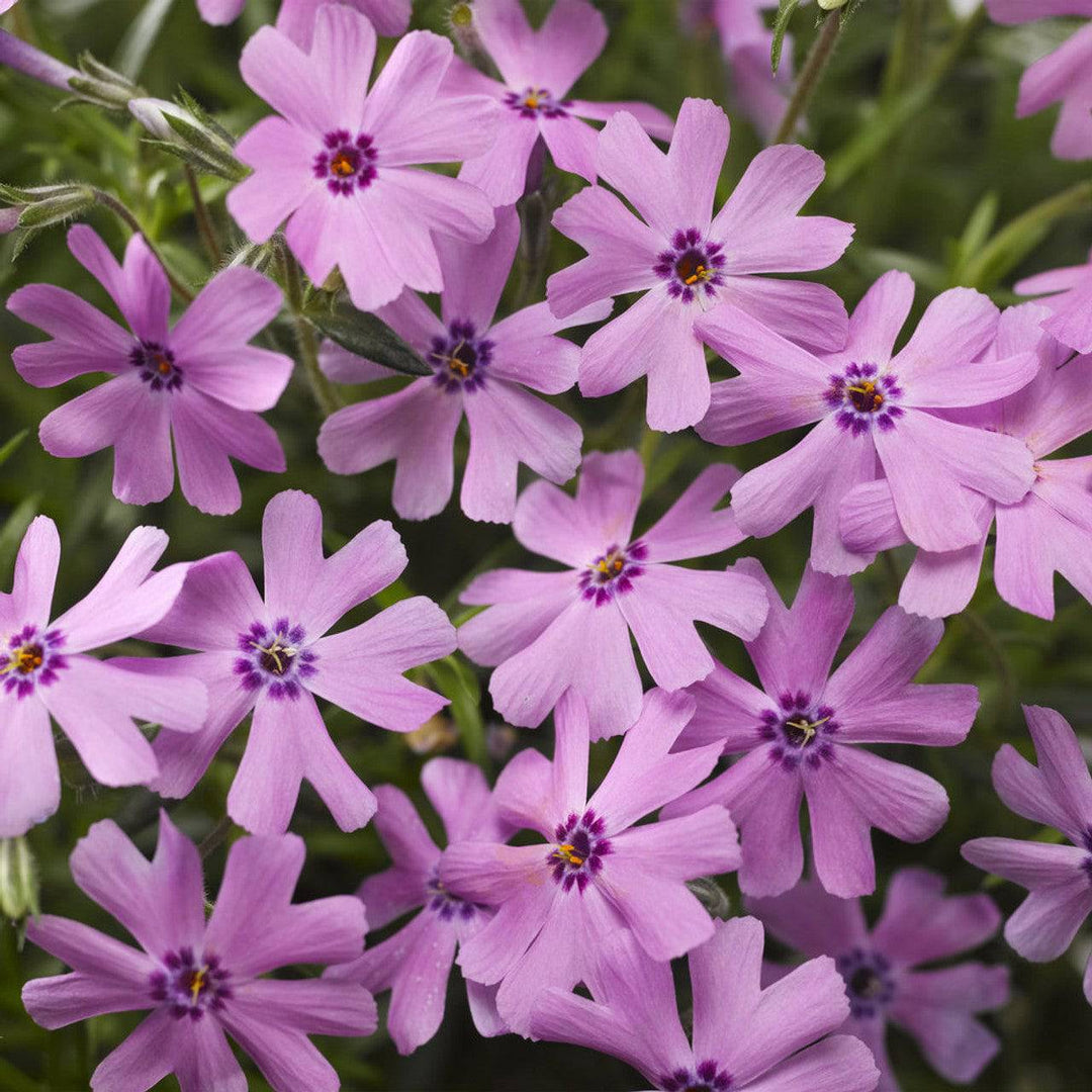 Moss Phlox 'Creeping Emerald Pink' - Native Gardeners