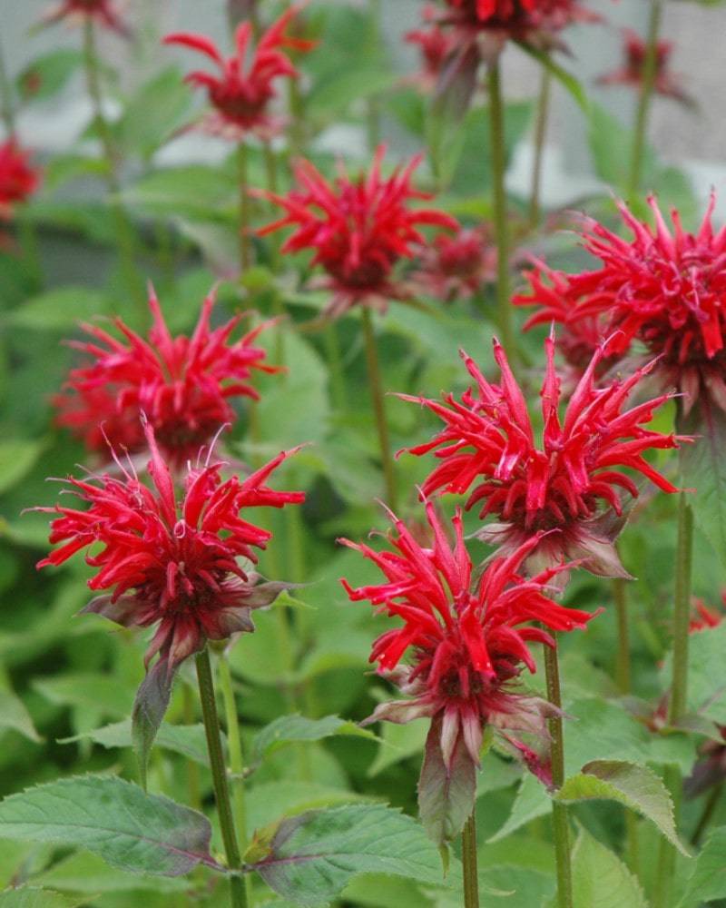 Jacob Cline Beebalm - Native Gardeners