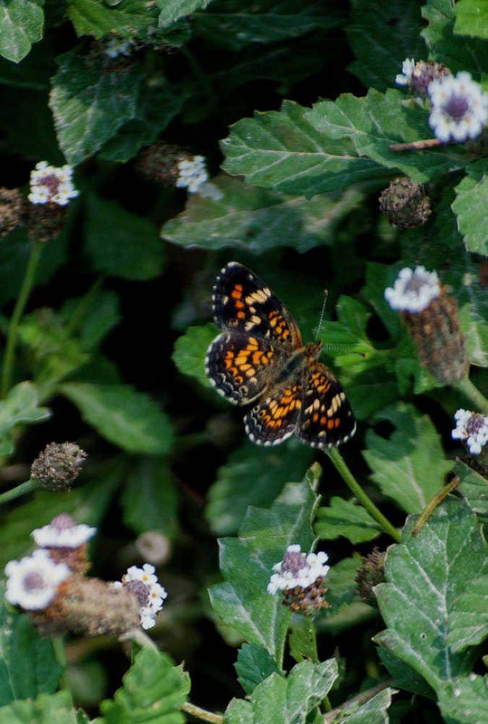 Phaon Crecent (Phyciodes phaon)