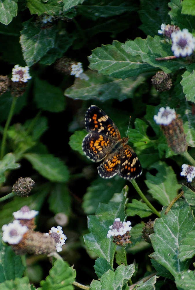 Phaon Crecent (Phyciodes phaon)