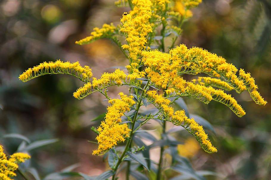 Gray Goldenrod - Native Gardeners