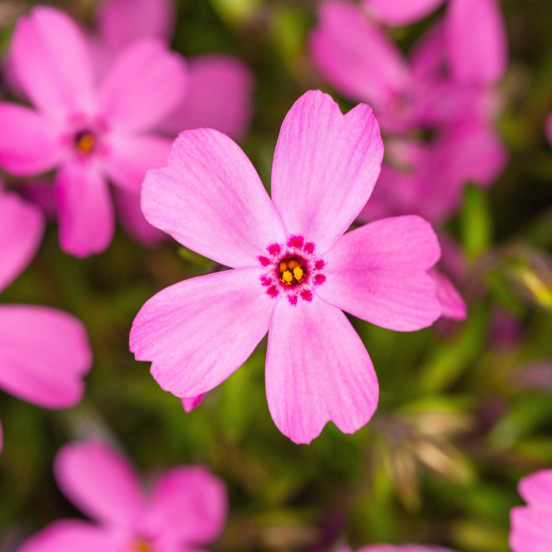 Moss Phlox 'Creeping Goldiphlox Rose' - Native Gardeners