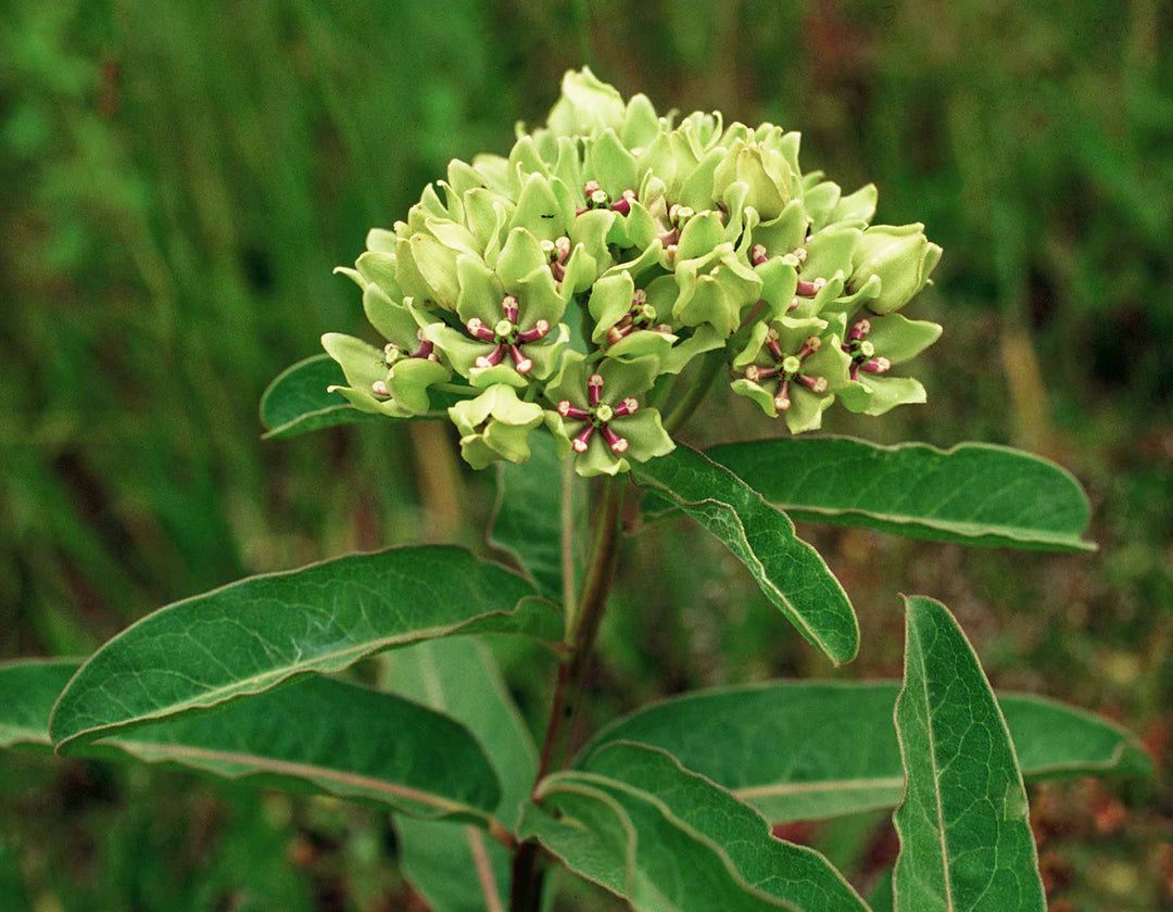 Green Milkweed - Native Gardeners