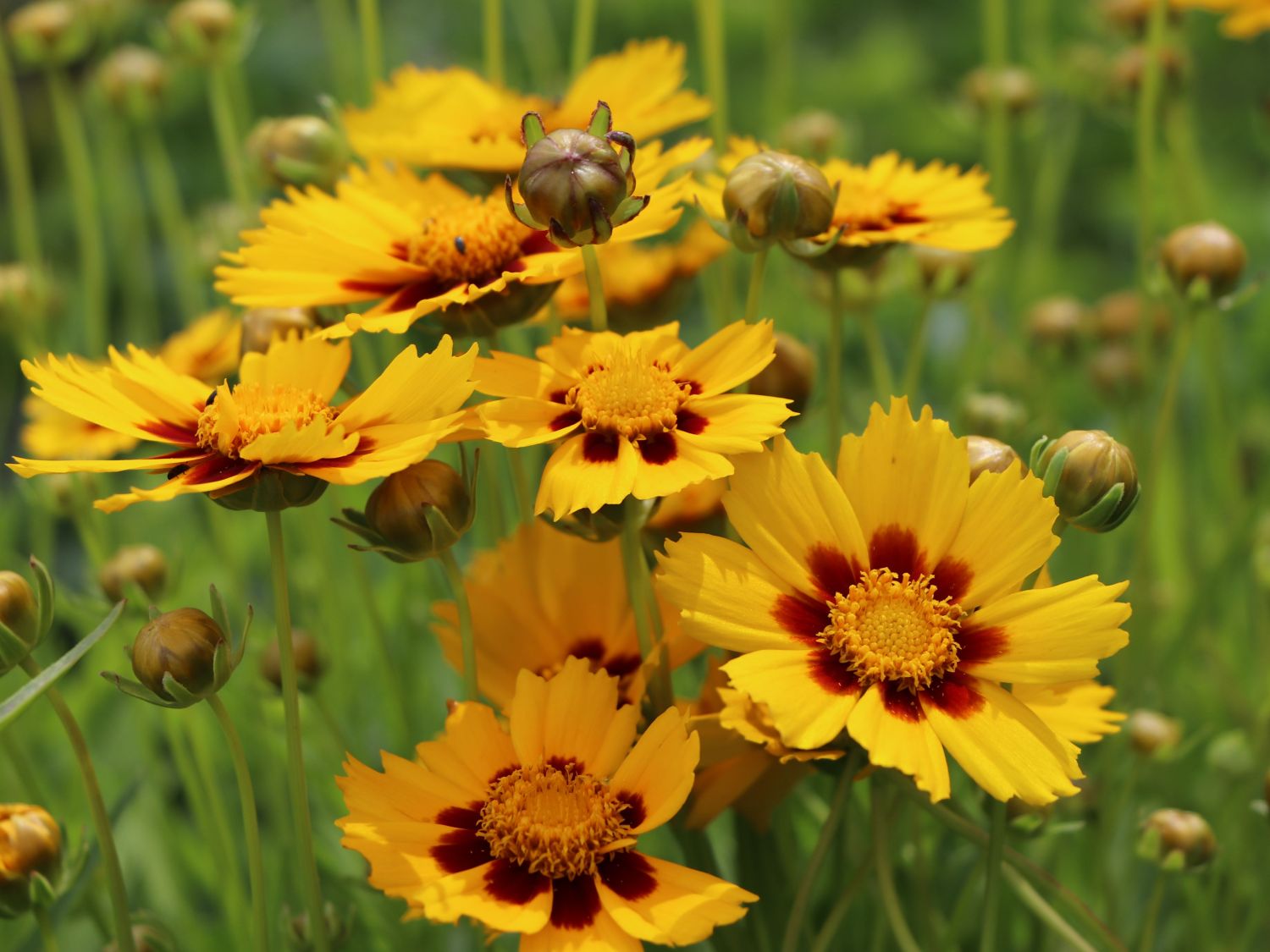 Tickseed Coreopsis 'Heliot'