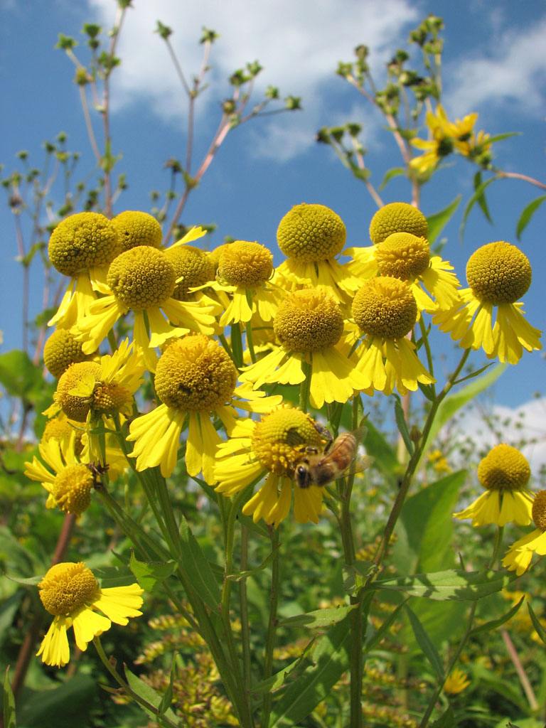 Sneezeweed