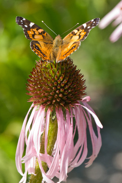 American Lady Butterfly (Vanessa virginiensis)