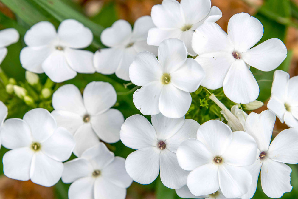 Garden Phlox 'David' - Native Gardeners