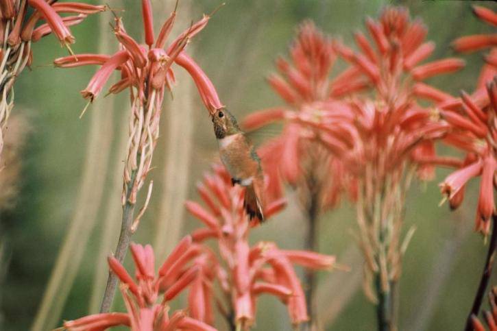 Aloe 'Blue Elf' flower