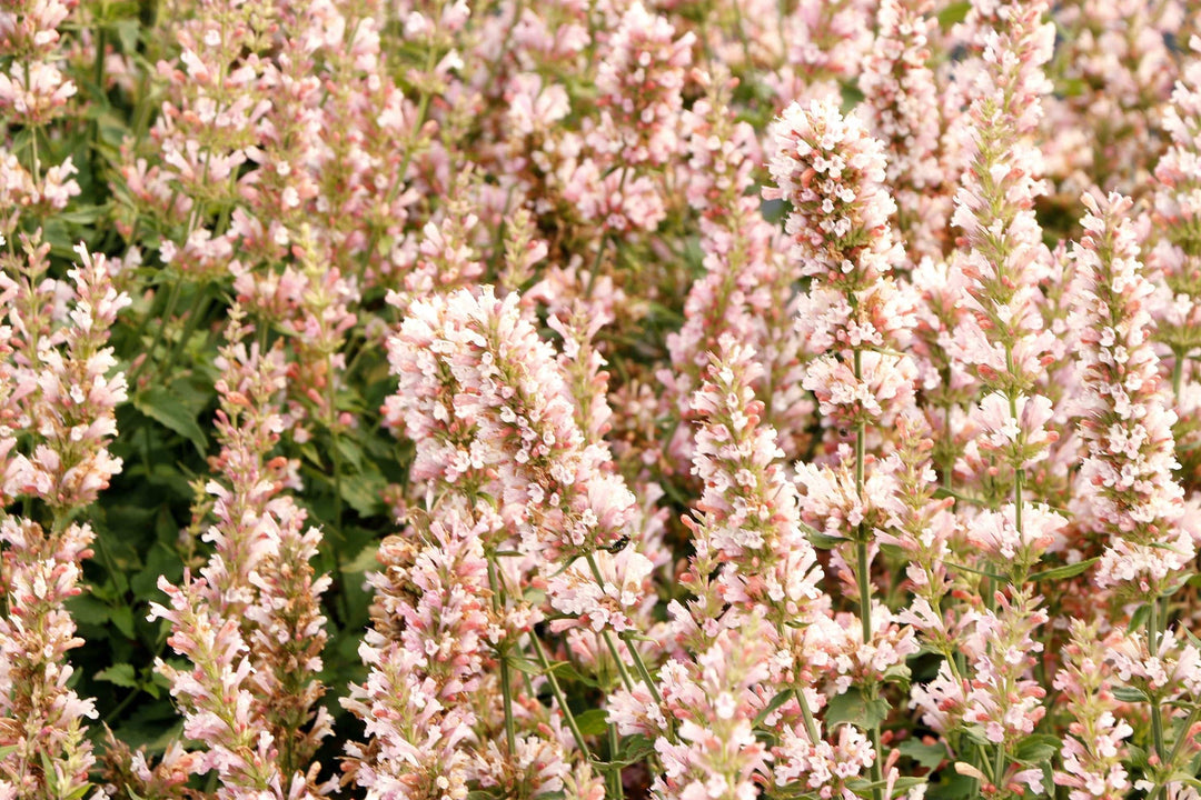 Agastache 'Pink Pearl' close-up