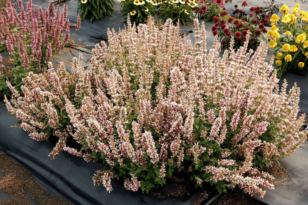 Agastache 'Pink Pearl'