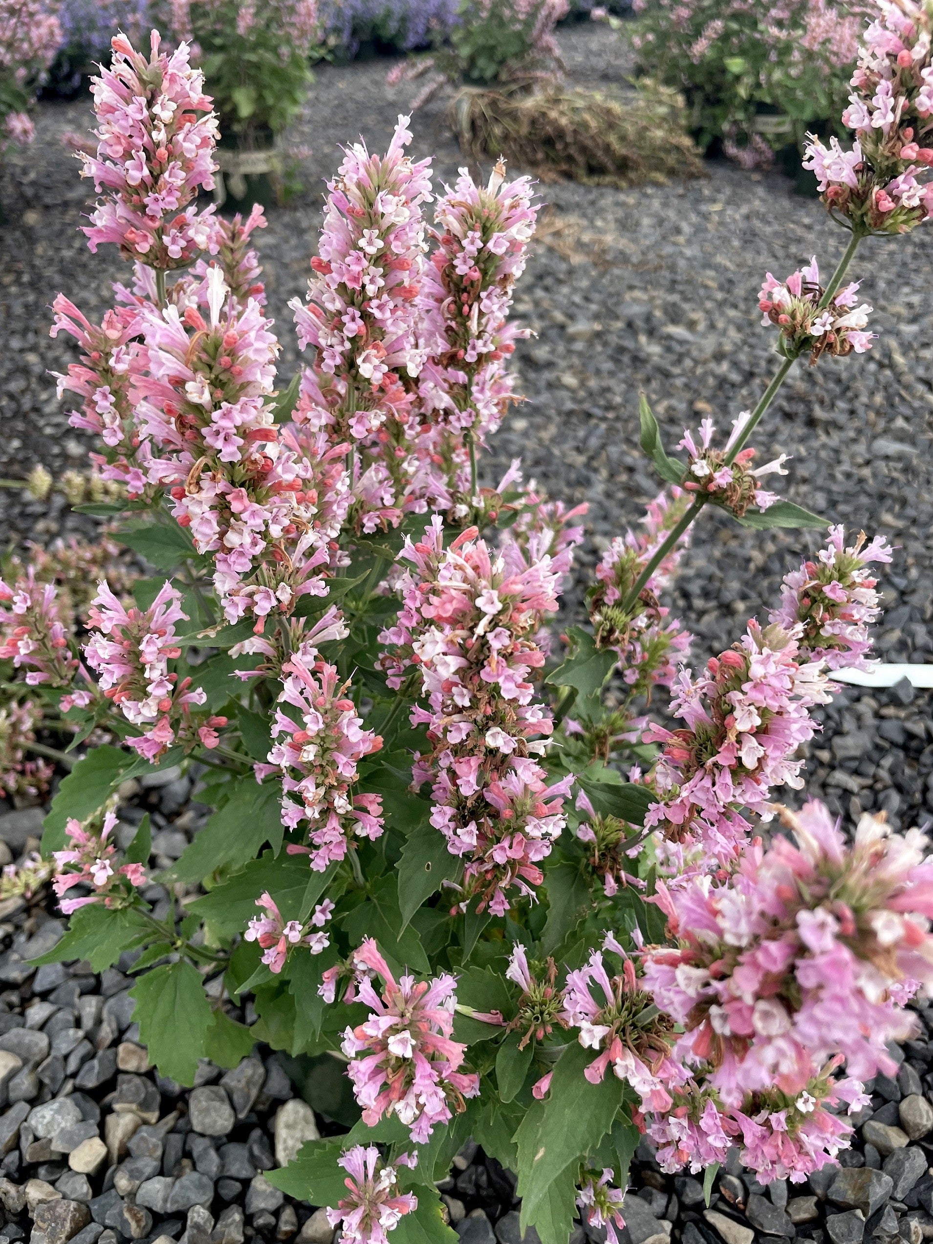 Agastache 'Pink Pearl' flowers small 