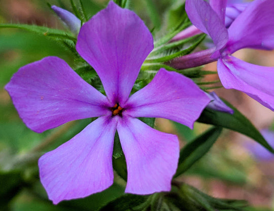 Moss Phlox 'Paparazzi Jagger' - Native Gardeners